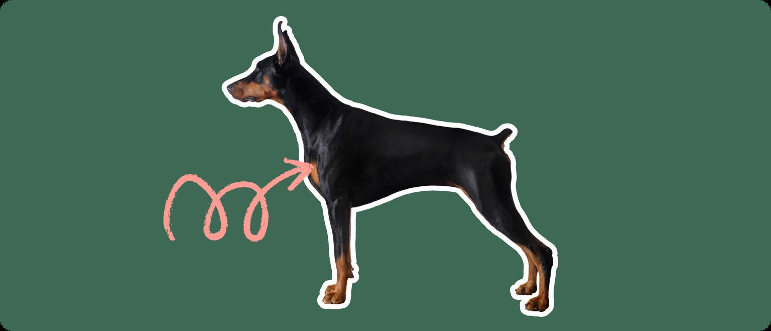 Doberman pinscher with a pink arrow drawn to its chest