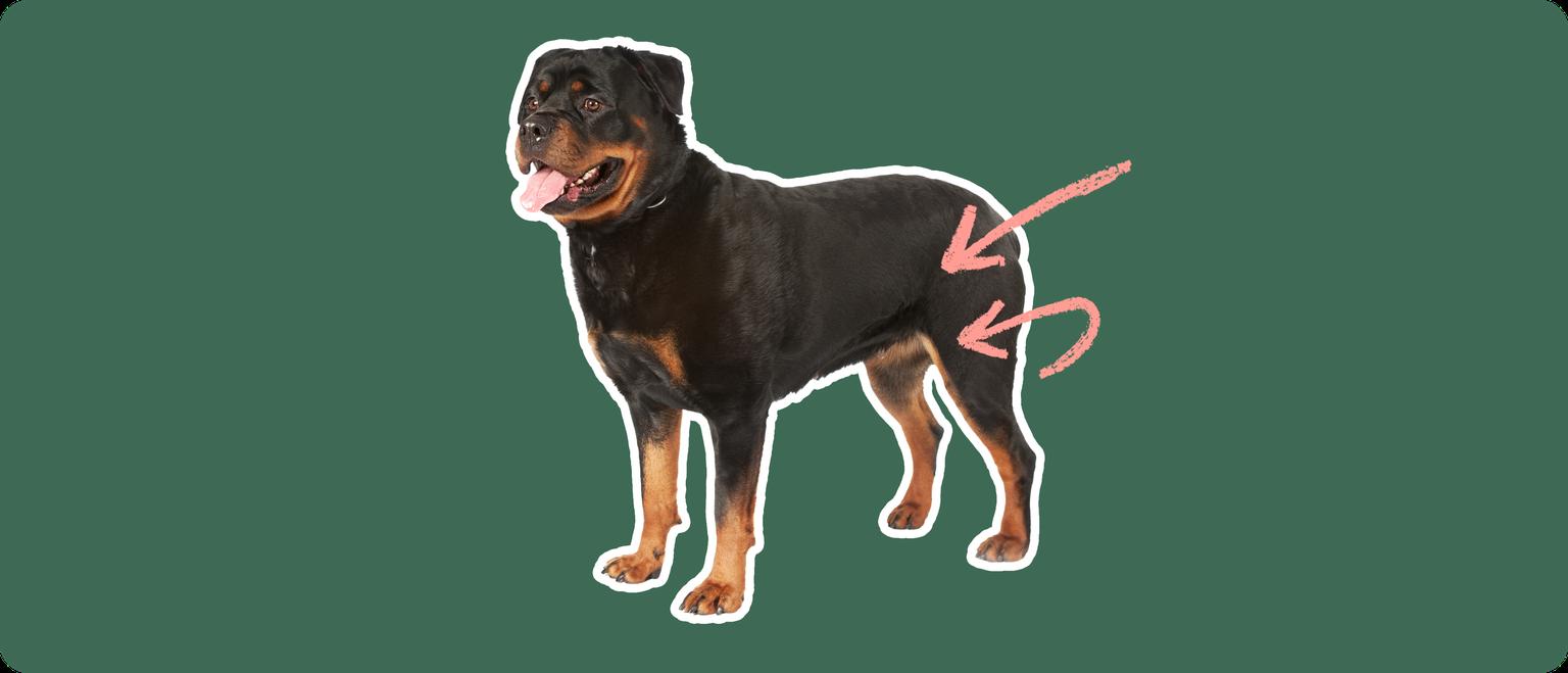 Image of a rottweiler with pink arrows pointing at its elbow and hip to show elbow and hip dysplasia
