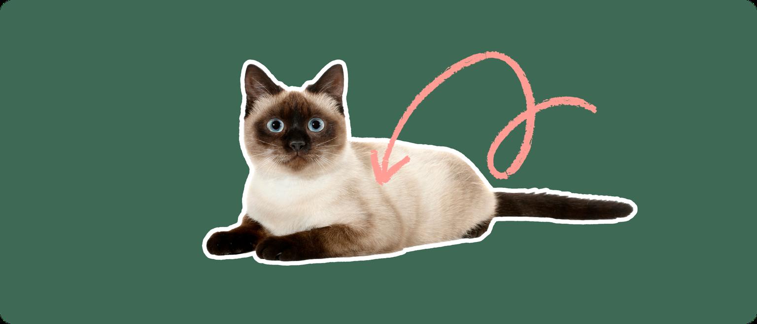 A Thai cat cut out with a white outline, with a pink arrow pointing to the center of it's body, on a solid green background