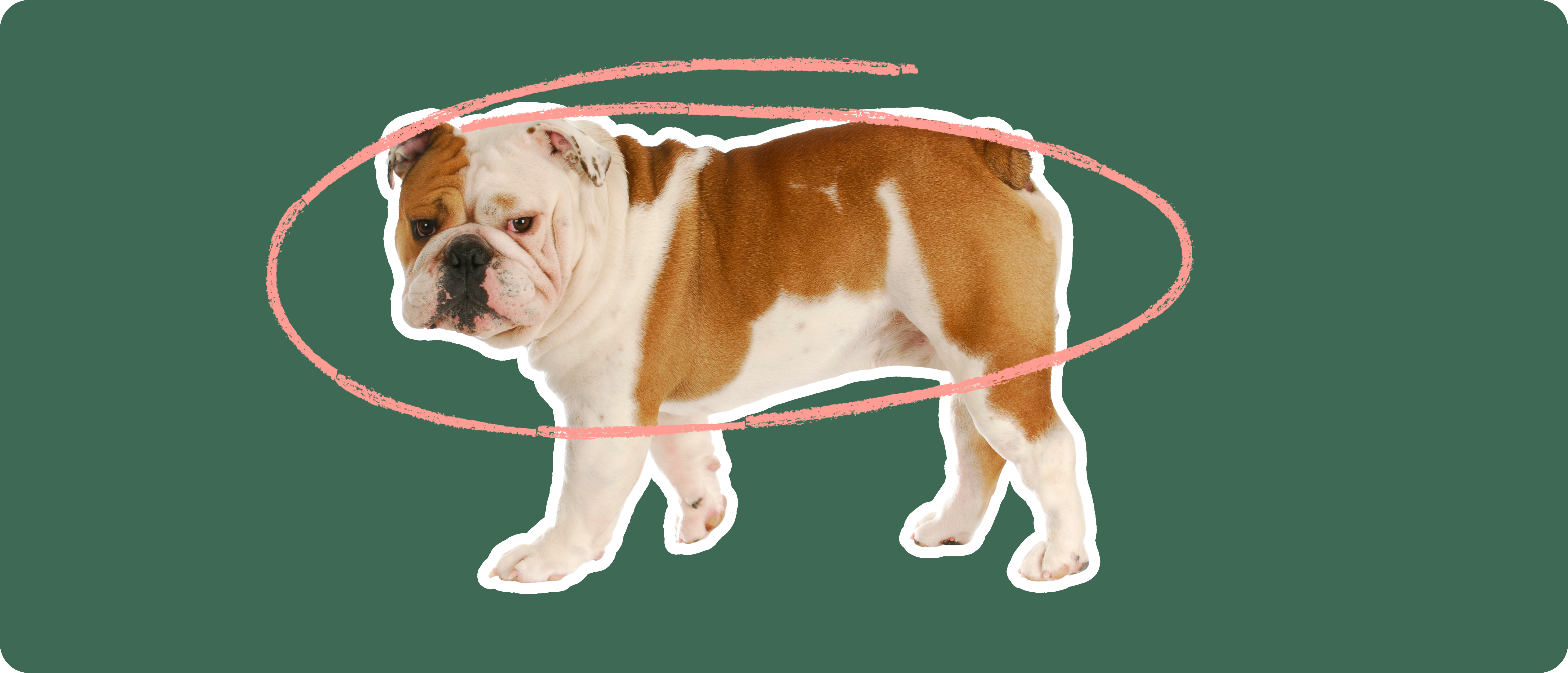 Bulldog Insurance Get a quote ManyPets