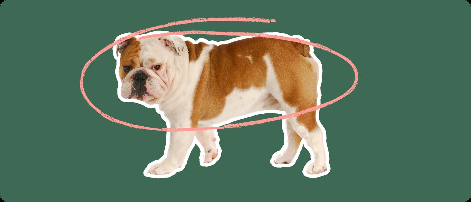 English bulldog