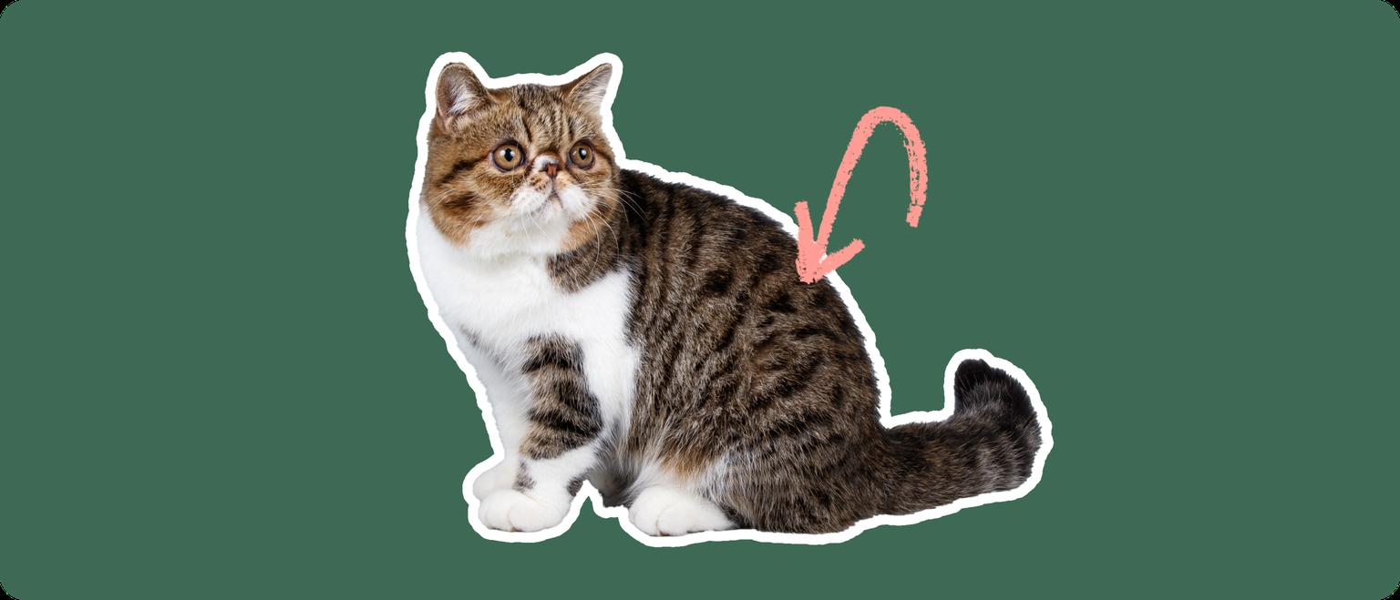 An exotic shorthair cat cut out with a white stroke, on a green background, with a pink arrow pointing at it's back