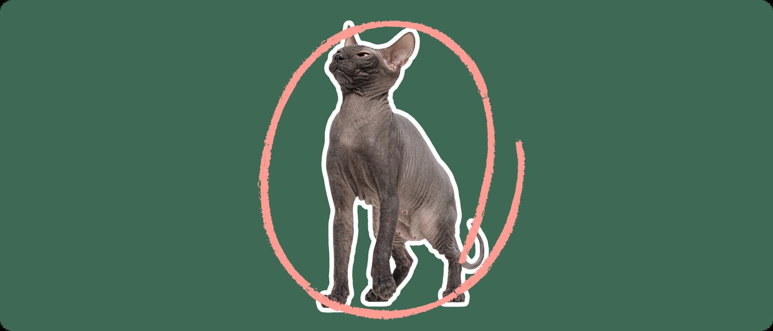 A Mexican Hairless cat, cut out with a white outline, with a pink circle around it's body, on a solid green background