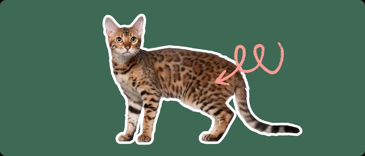 The image showcases a Bengal cat in profile with a pink squiggle line drawn from its hip area. This visual cue possibly highlights the concern for hip-related health issues prevalent in the breed, such as hip dysplasia.