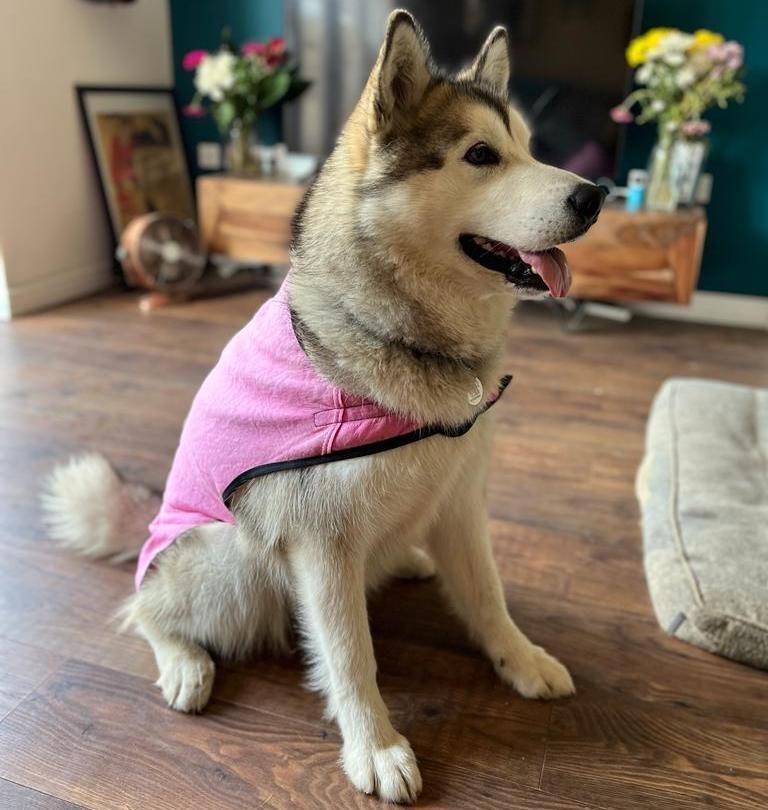 Tried and tested cooling mats and vests for dogs ManyPets