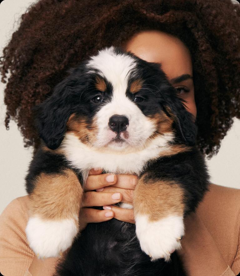 A woman with curly hair is holding a Bernese Mountain Dog puppy in front of her face; the puppy has black, brown, and white fur and a playful expression.