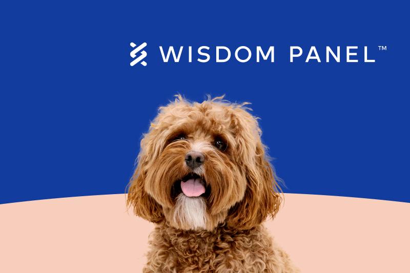 Fluffy brown dog with tongue out sits against a blue and peach background, beneath the &quot;Wisdom Panel&quot; logo.
