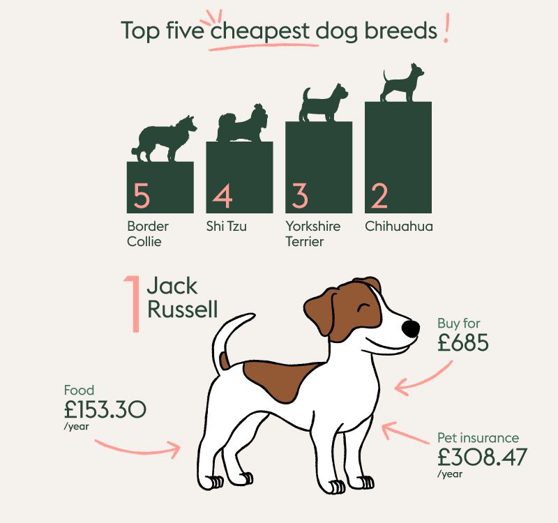 What Is The Cheapest Breed Of Dogs