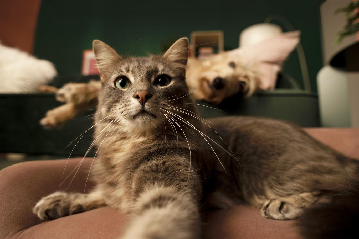 Pet insurance for older cats ManyPets