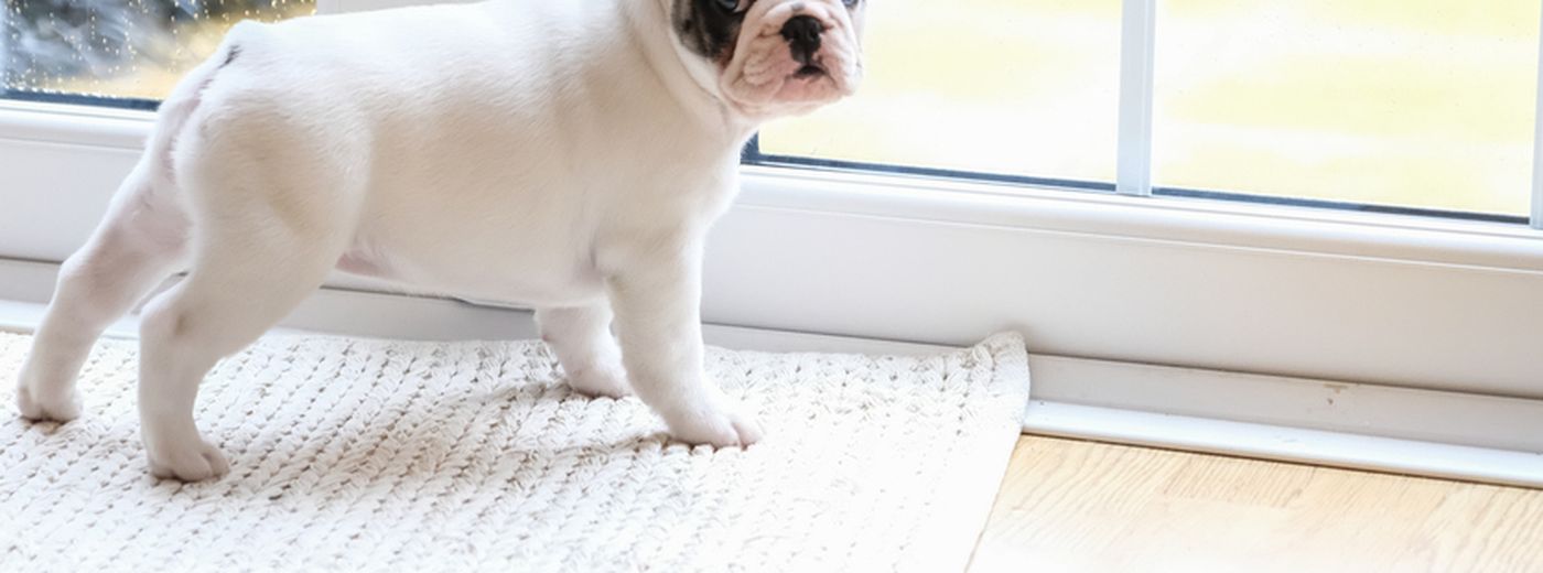 When can a puppy go outside? ManyPets