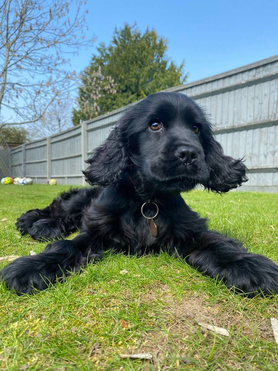 Cocker Spaniel breed information | ManyPets