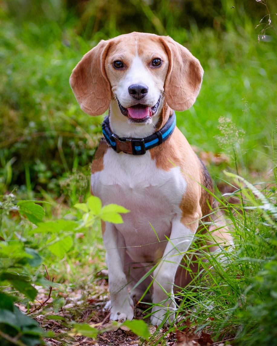 Beagle dog breed information & cost ManyPets