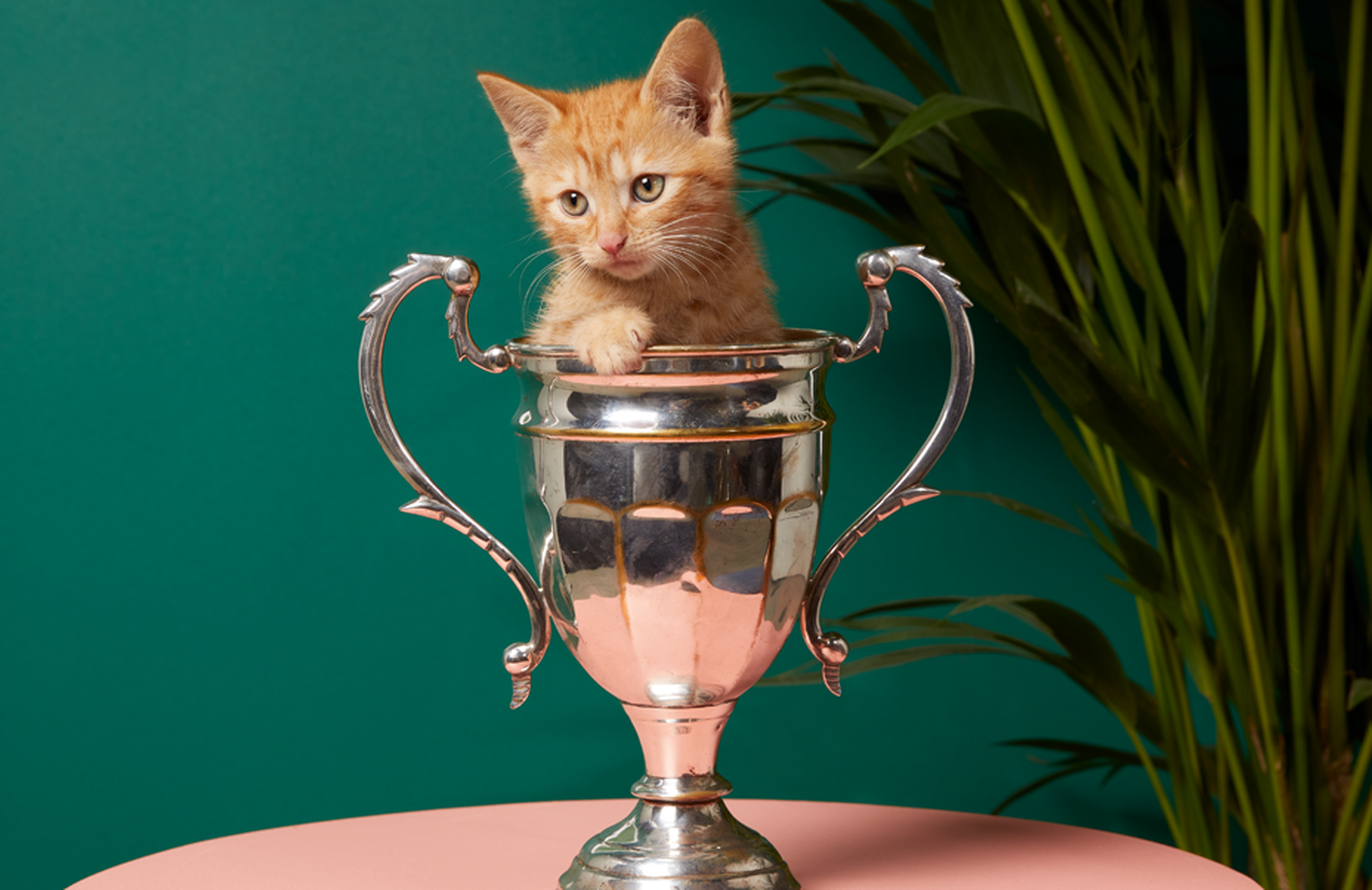A cat inside a trophy