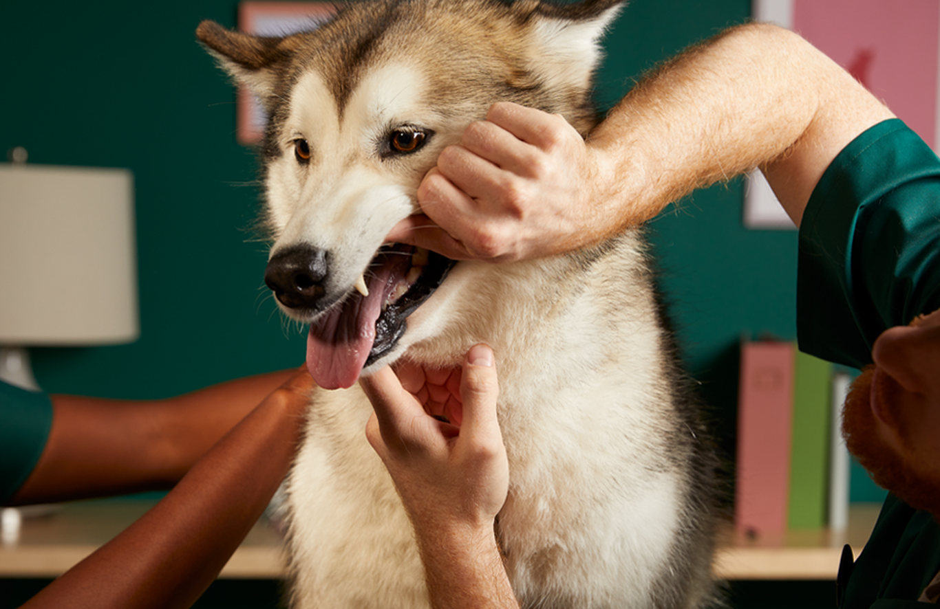 Affordable pet cheap dental care