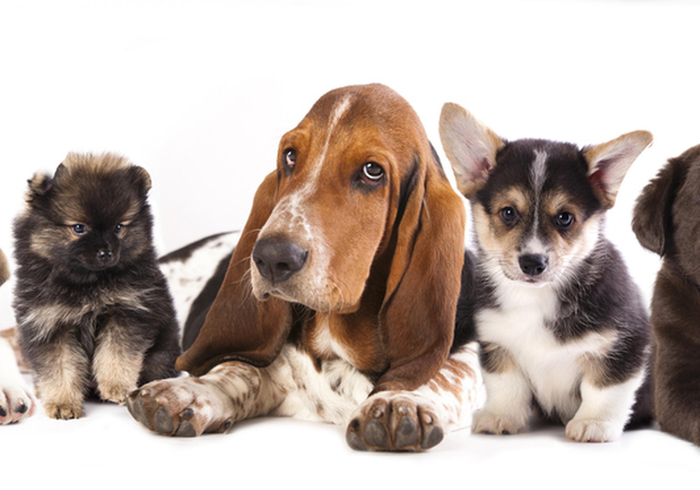 Group of dogs