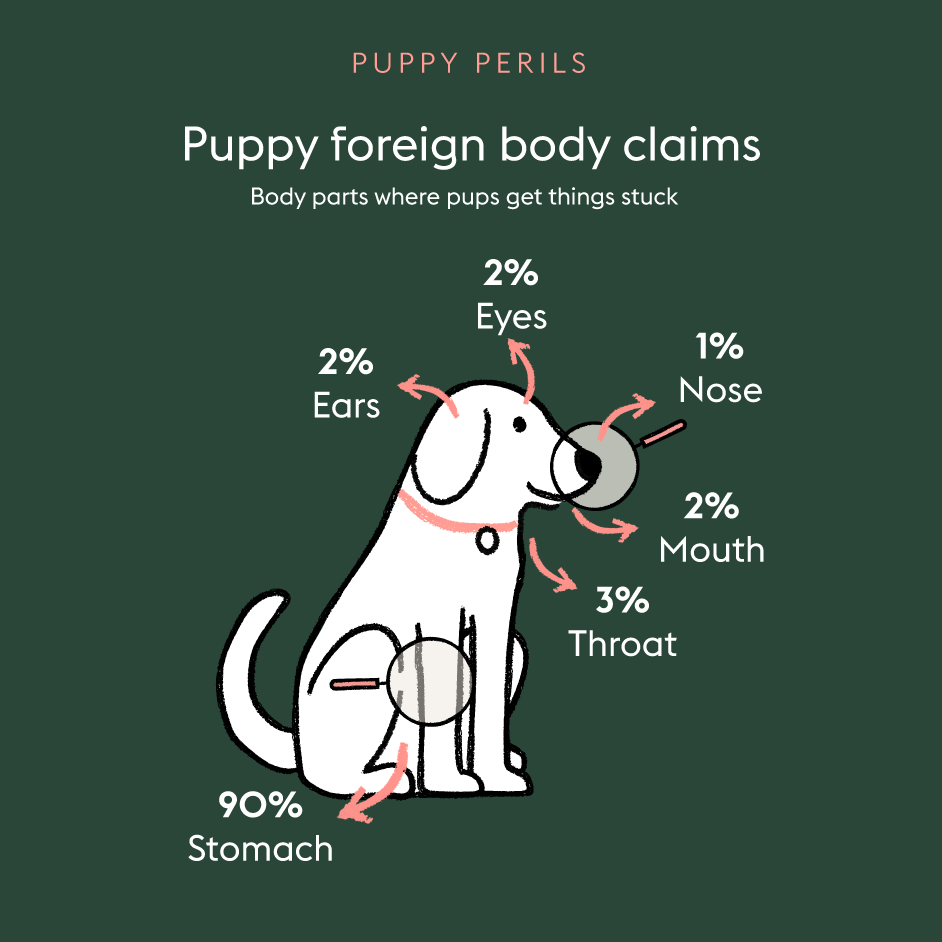 The most common accidents and illnesses for puppies ManyPets