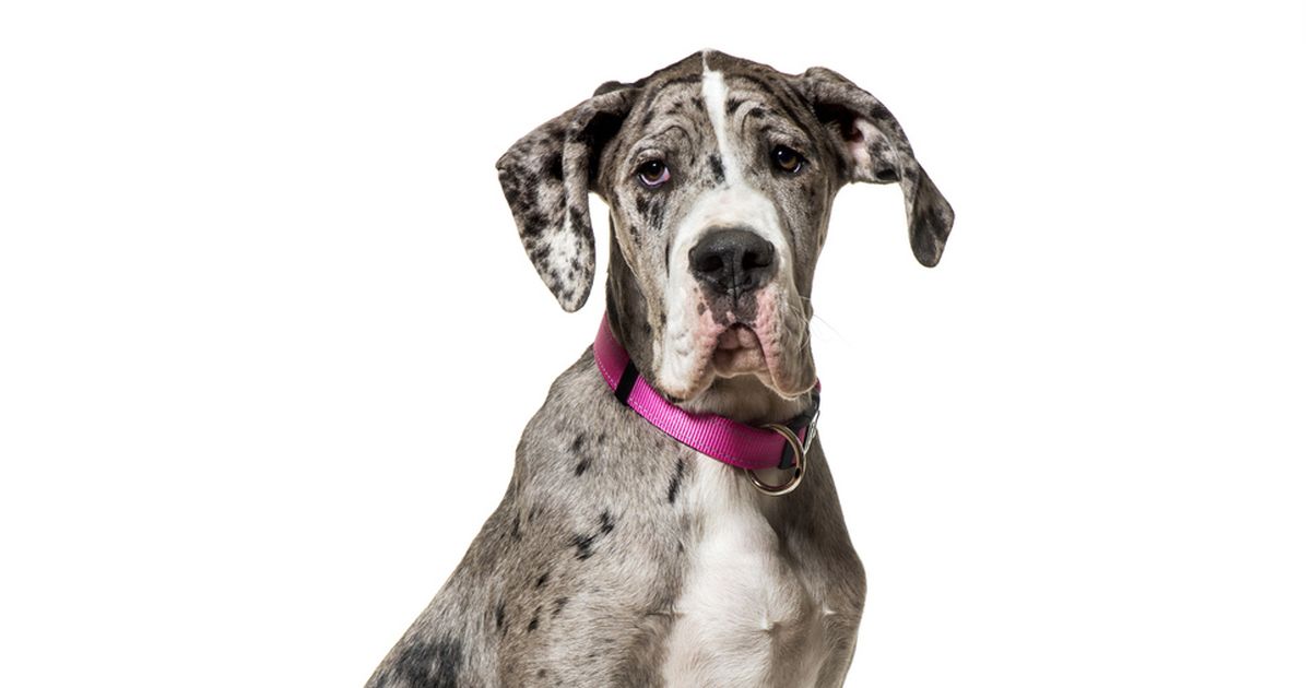 at what age can you breed a female great dane