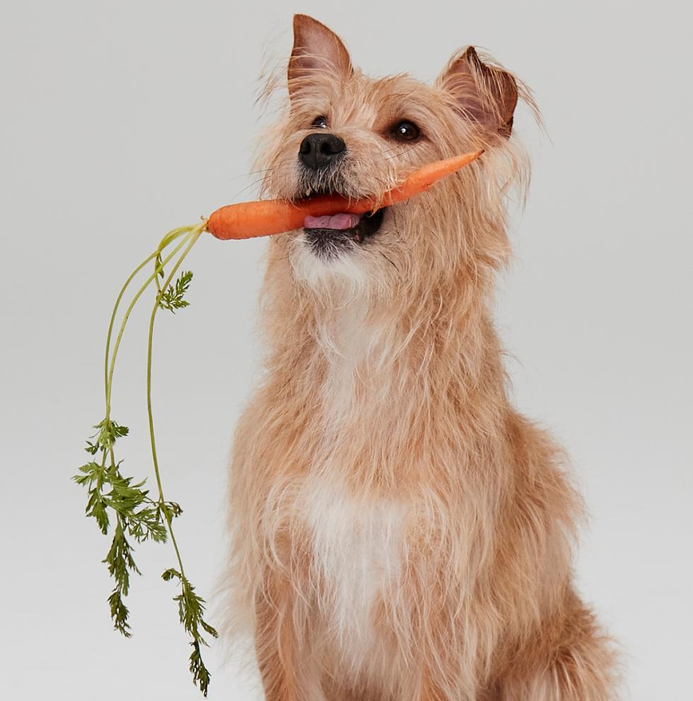 Terrier holding a carrot 