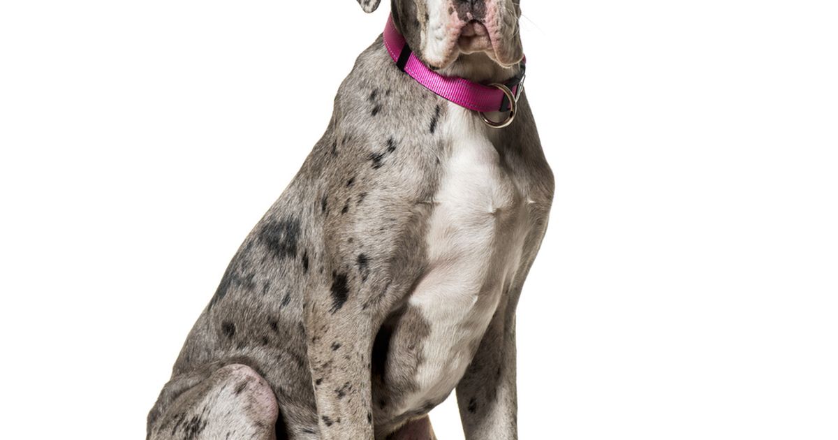 Great dane best sale puppy neck size