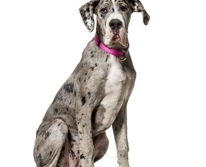 Great dane new arrivals price puppy