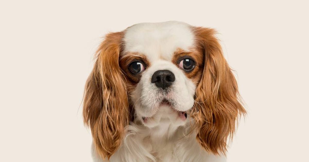 Dogs trust cavalier king best sale charles spaniel