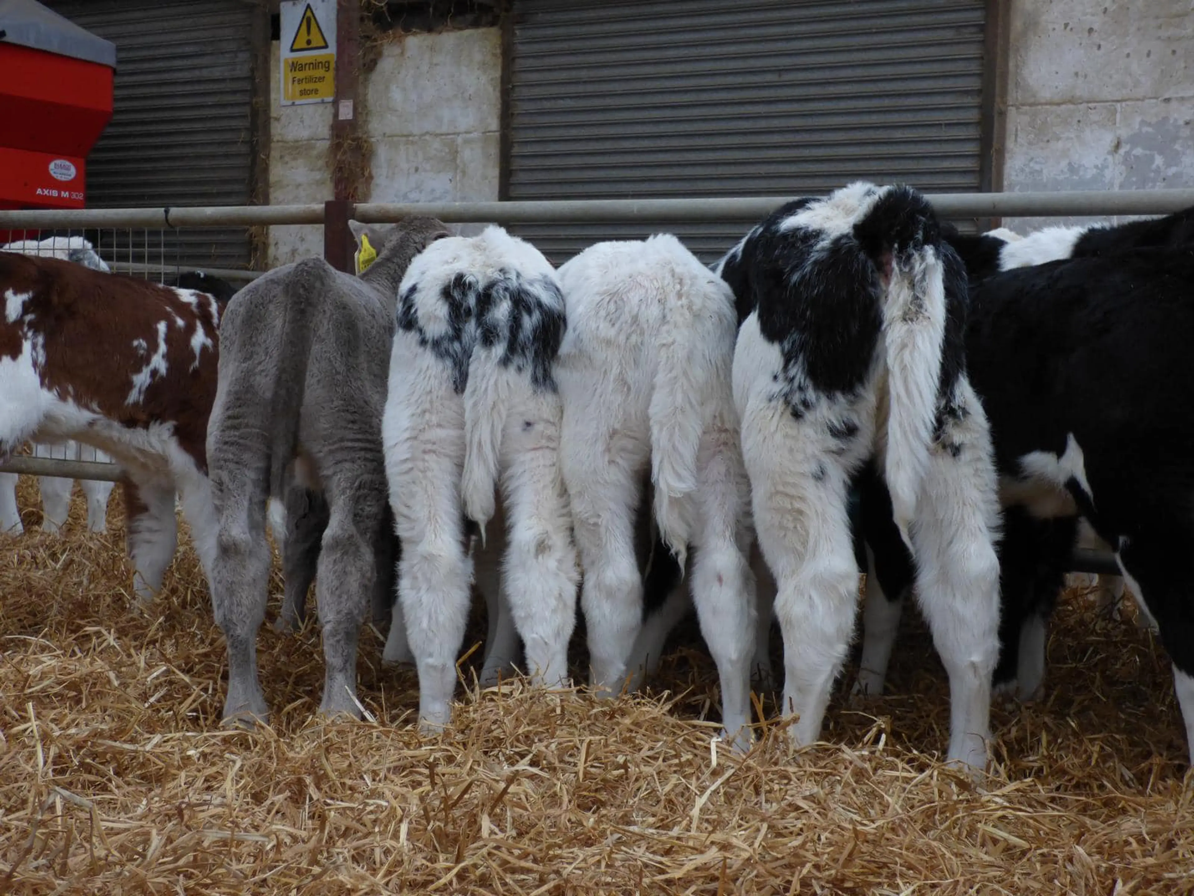 Boost Calf Profitability with Dovea Genetics Elite Dairy Beef Sire Range