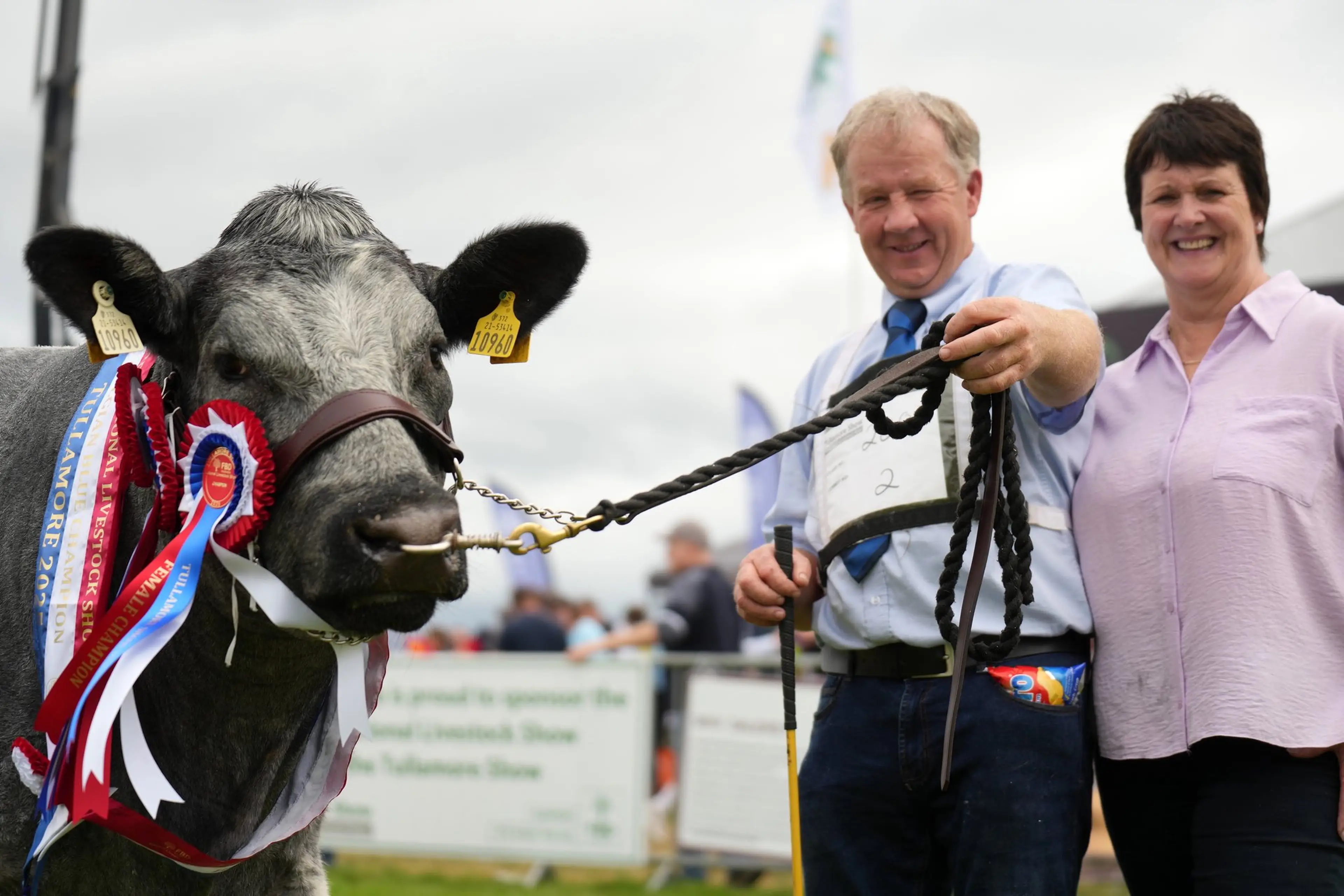 Celebrating the Sires Behind Tullamore Show’s Top Winners