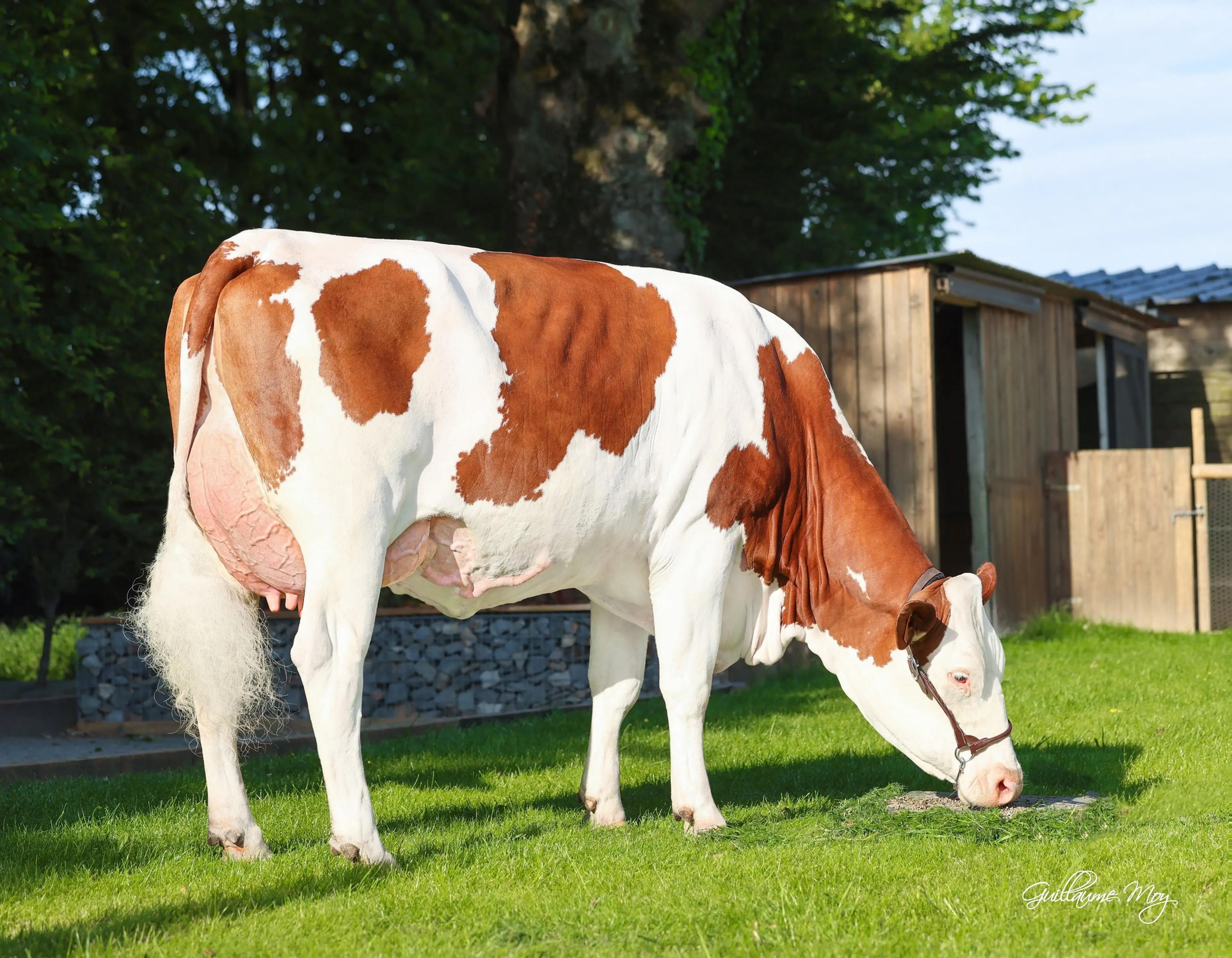 Dovea Genetics Welcomes Montbeliarde Semen Supplier ‘Eva Jura’ to Irish Market