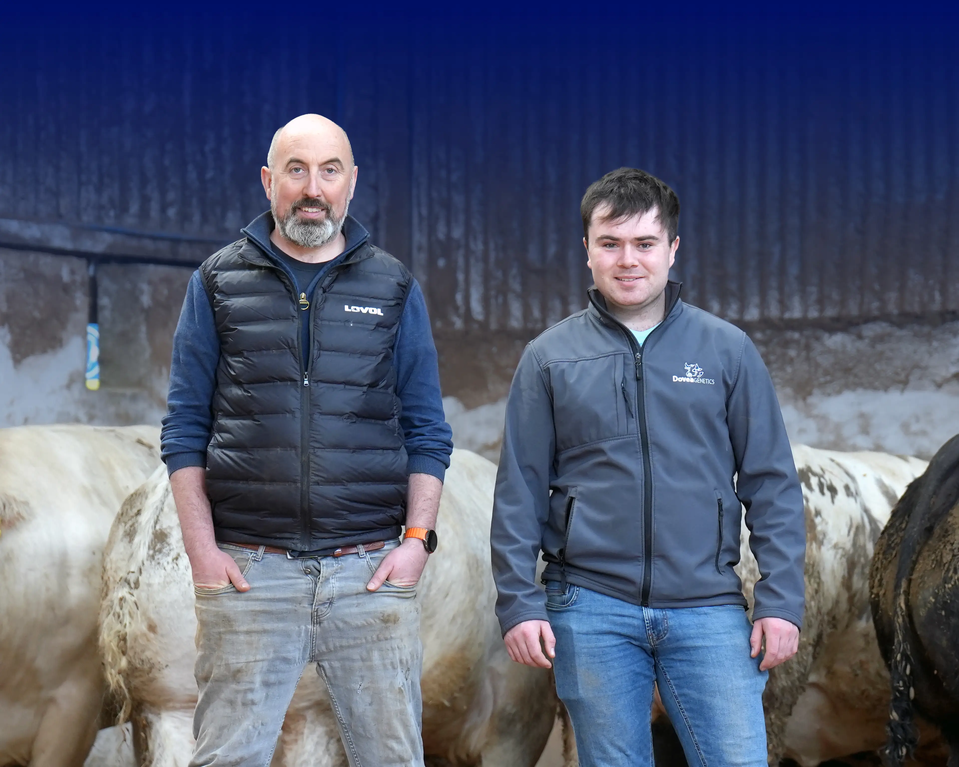 Dovea's Proven Limousin Sire Range: The Superior Choice for James Alexander