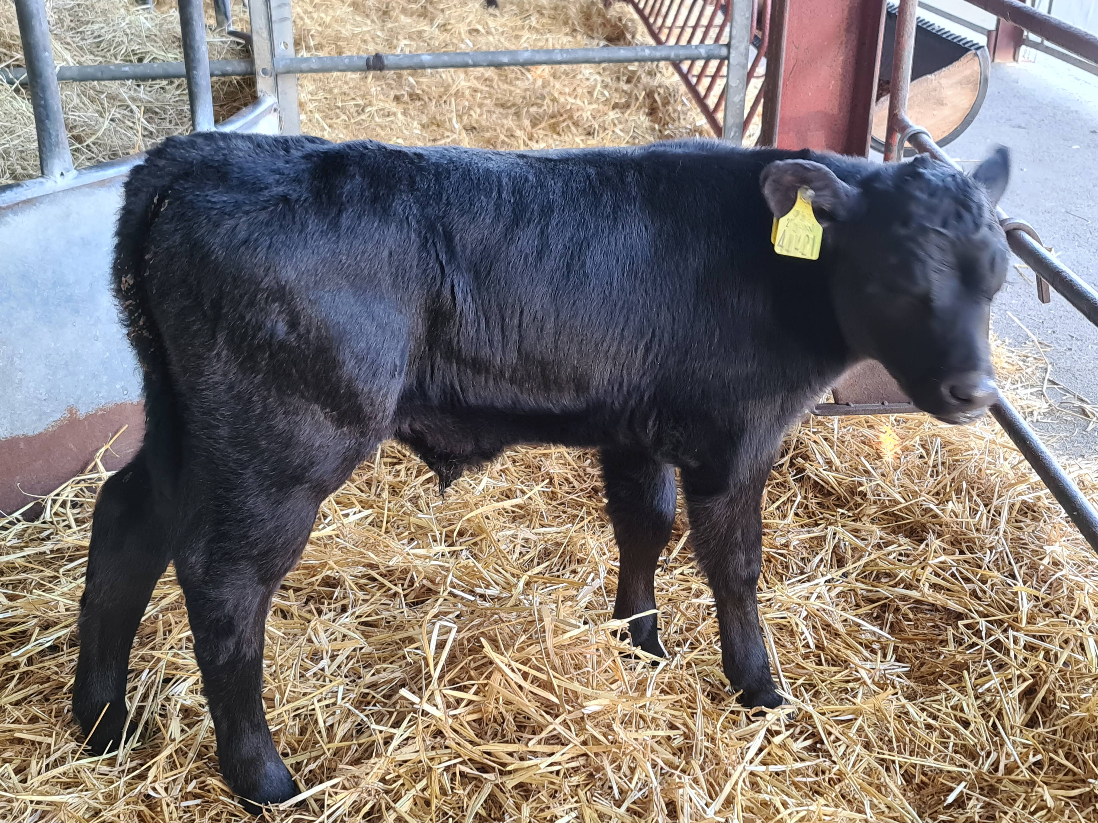 Dairy Beef Update Dovea Genetics A I Supplies