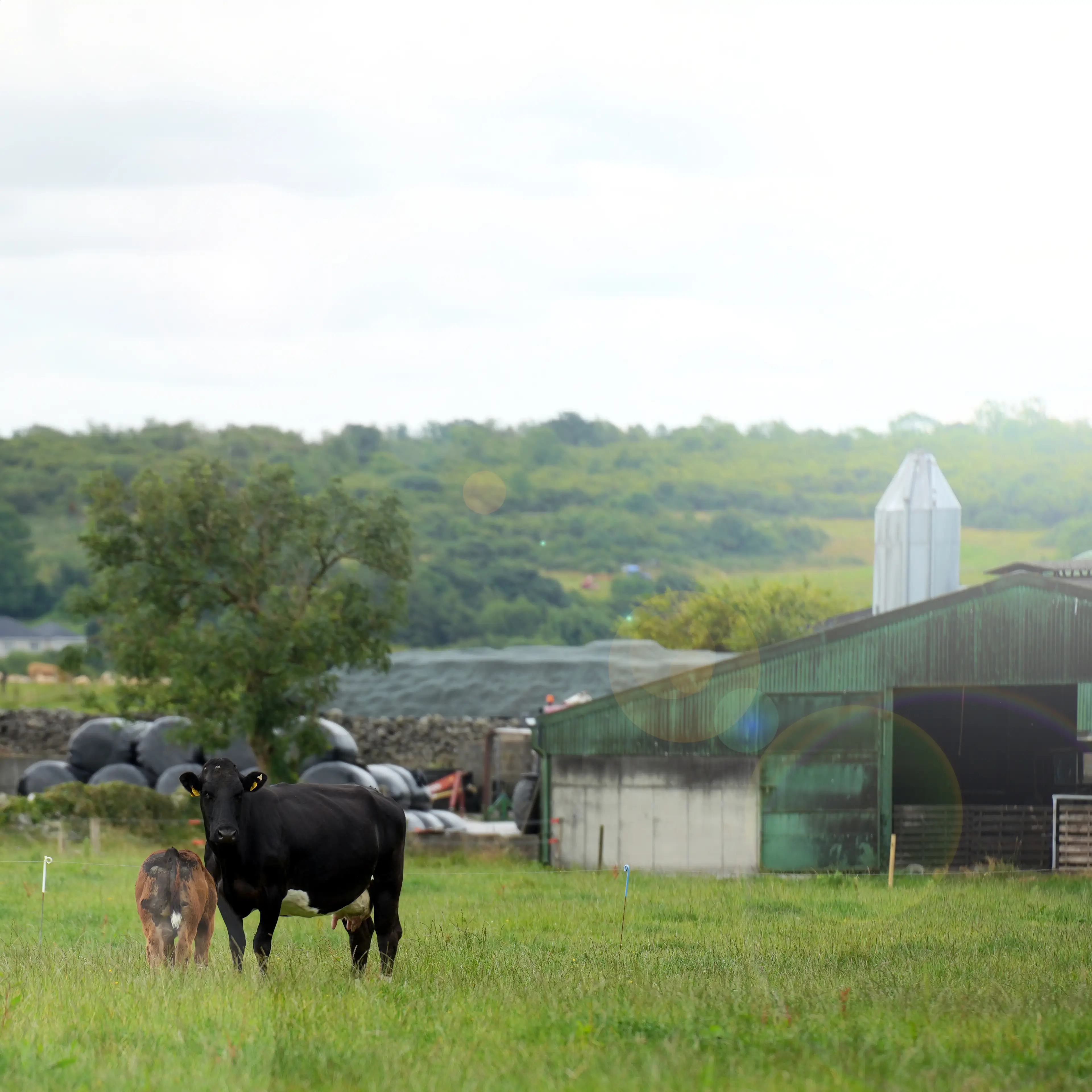 Dovea Genetics Breeding Week