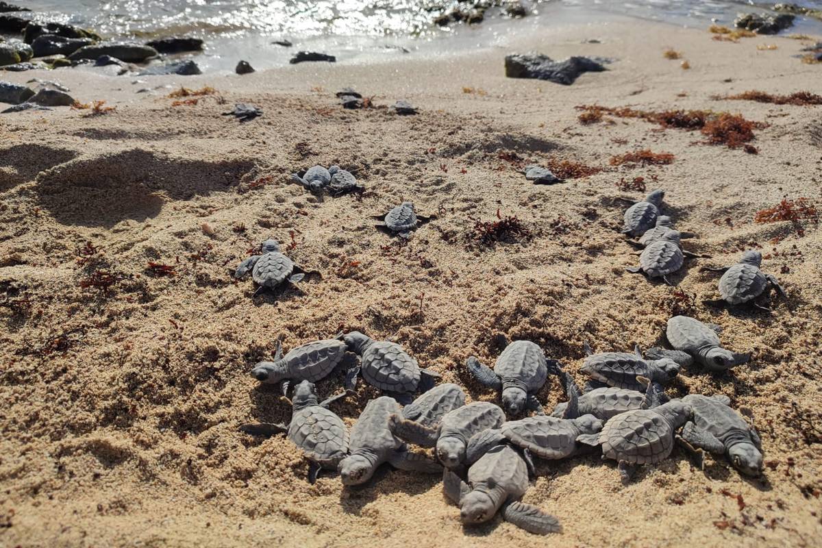 #tide ocean material | One year of #tide impact in Mahahual