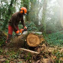 Forstarbeiter mit Motorsäge im Wald