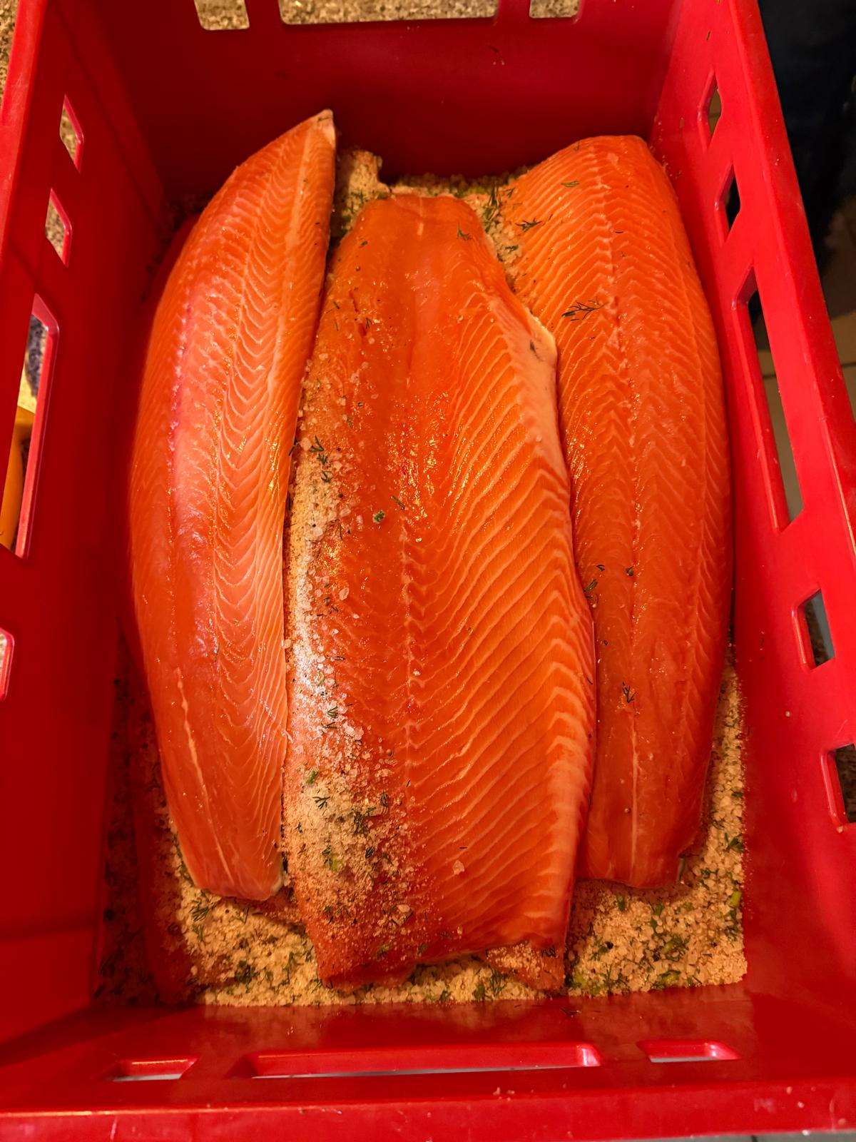 Drei Lachsfilets in roter Kiste, auf Kräutern und Salz mariniert.