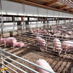 Moderner Schweinestall