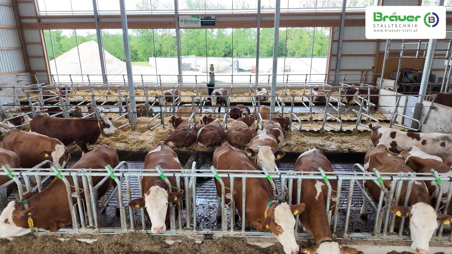 Kühe am Fressgitter von BRÄUER Stalltechnik