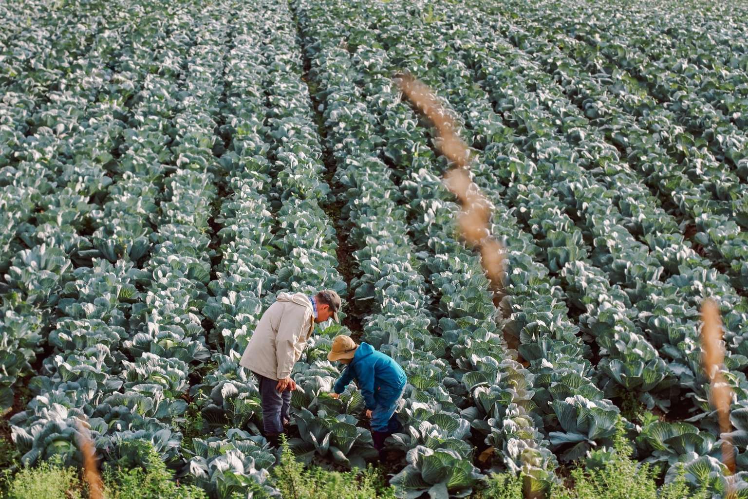Arbeit im Gemüsefeld