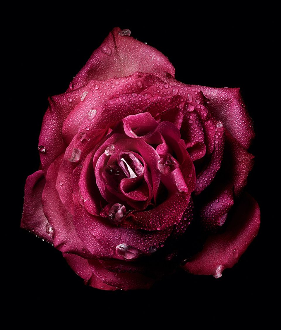 Dior, La Collection Privée, Rose Star, nouvelle fragrance 2025 - postproduction Dahinden