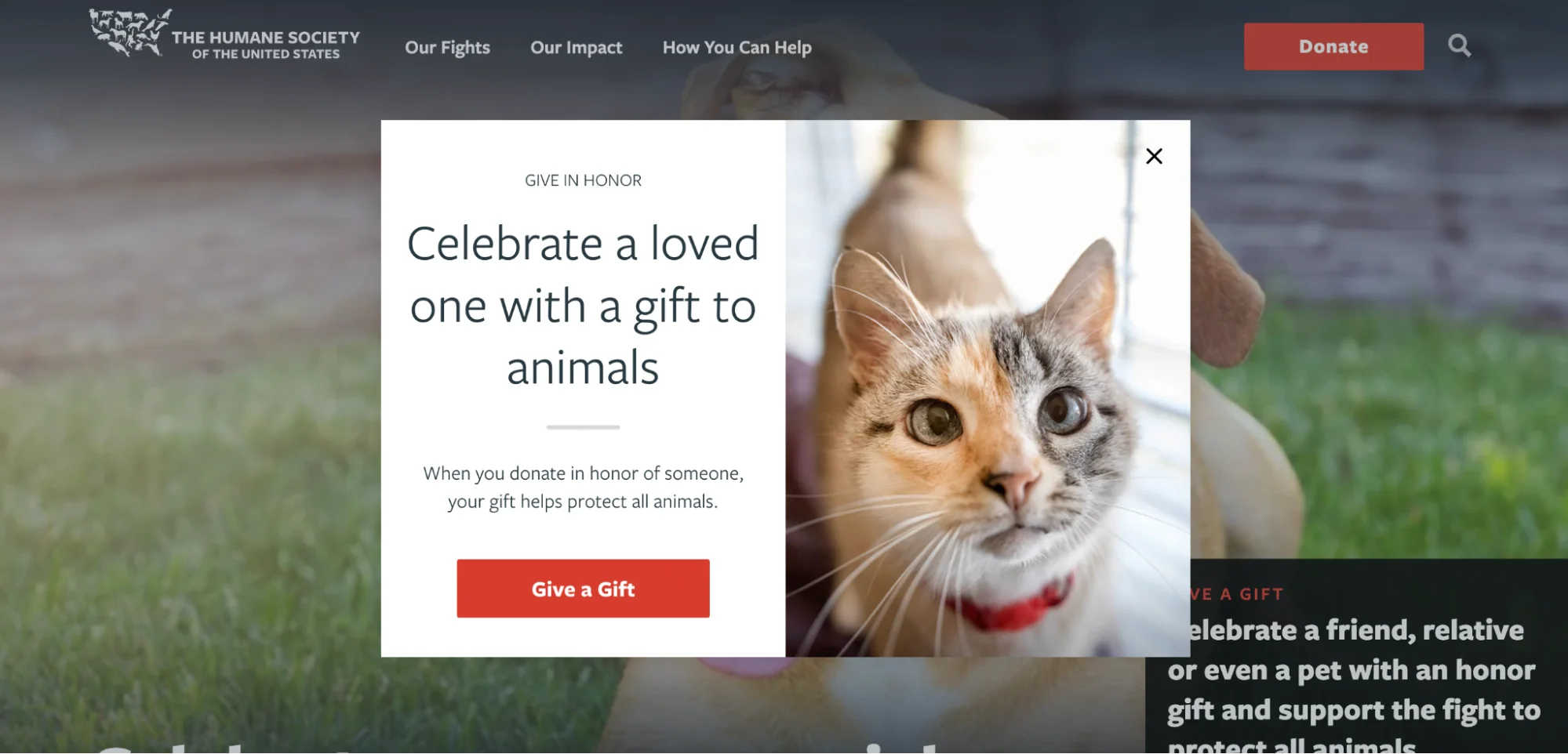 donation website popup