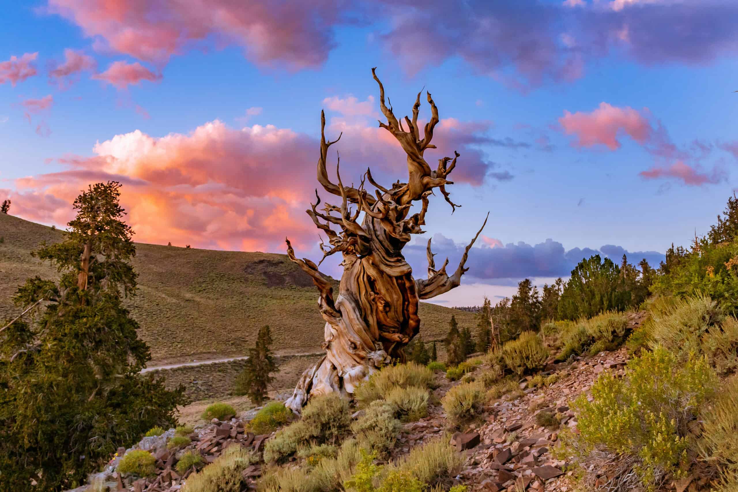 The Oldest Tree In The World And The 7 Runner Ups The Techno Circuit