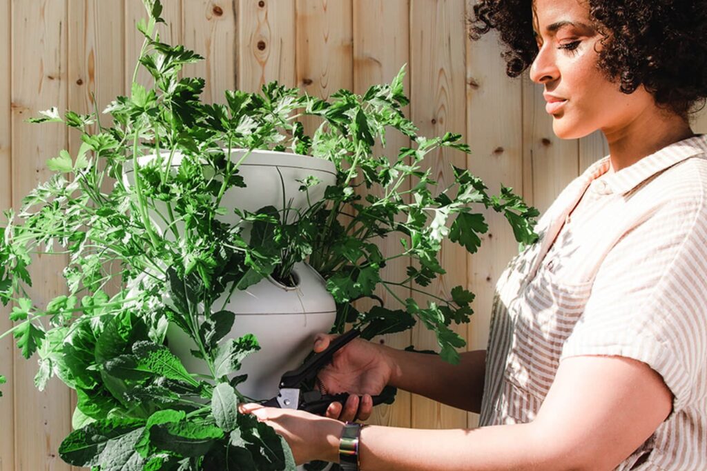 Gardyn vs Lettuce Grow Battle of the Hydroponic Gardens Brightly Eco