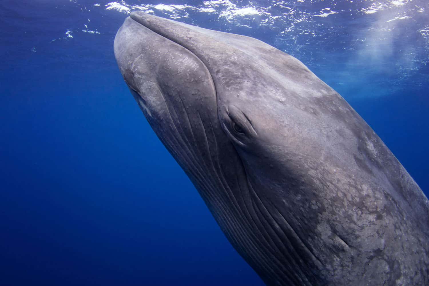 What Are Facts About Blue Whales TUVWA