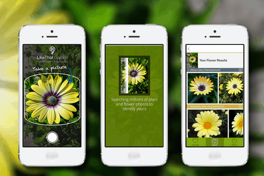 10 Best Plant Identification Apps for Gardeners, Hikers, and Plant