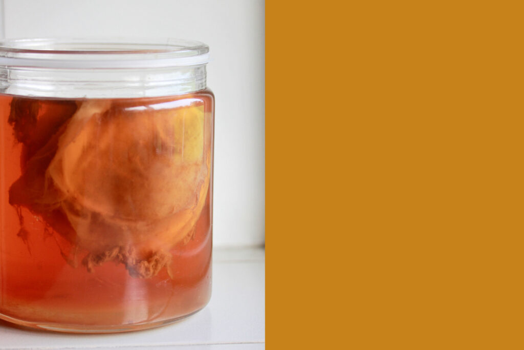 What Is a SCOBY? Plus, How to Use It to Make Kombucha Brightly