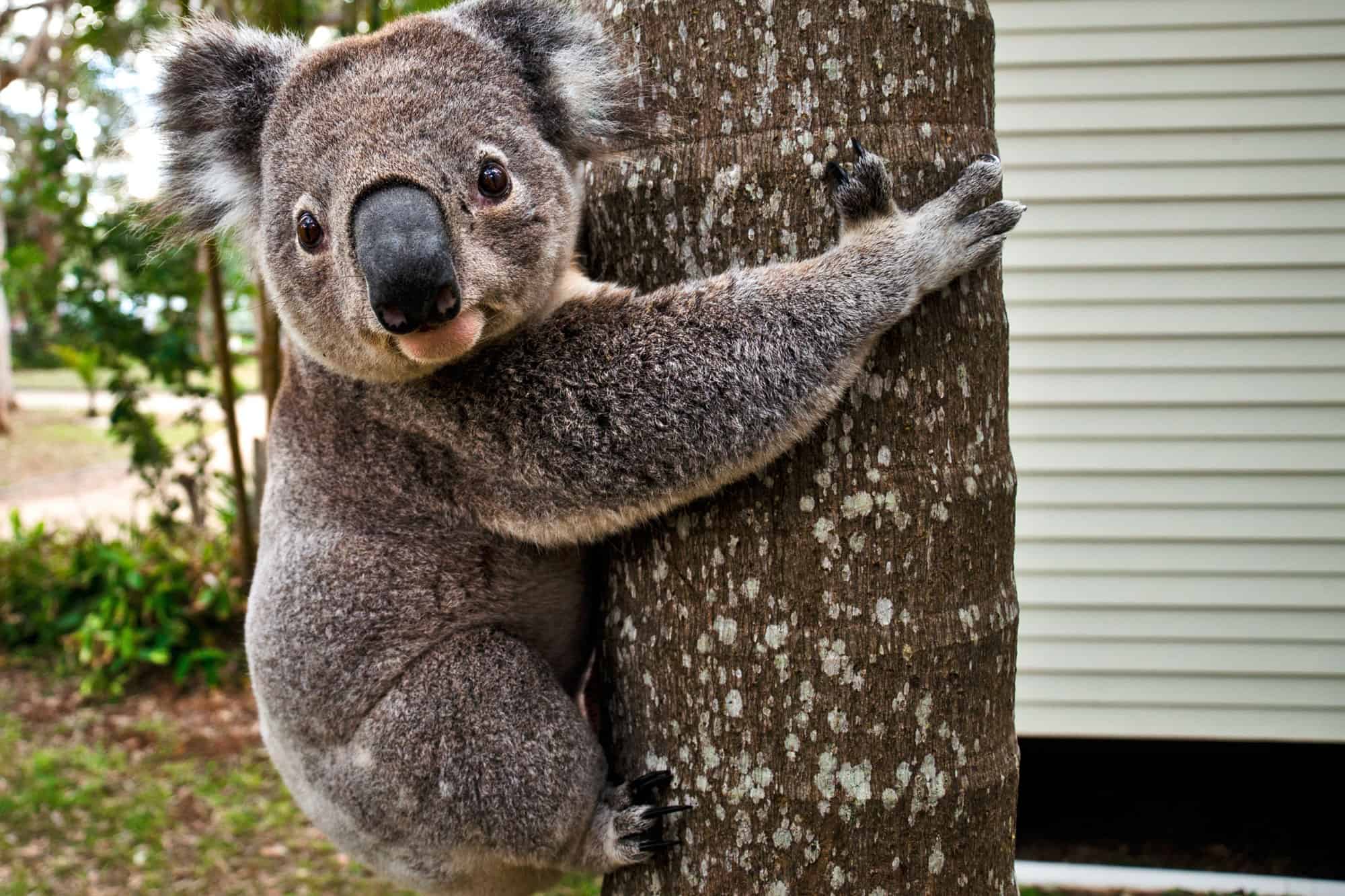 19 Facts About Koalas You Might Not Know I Interesting 55 OFF
