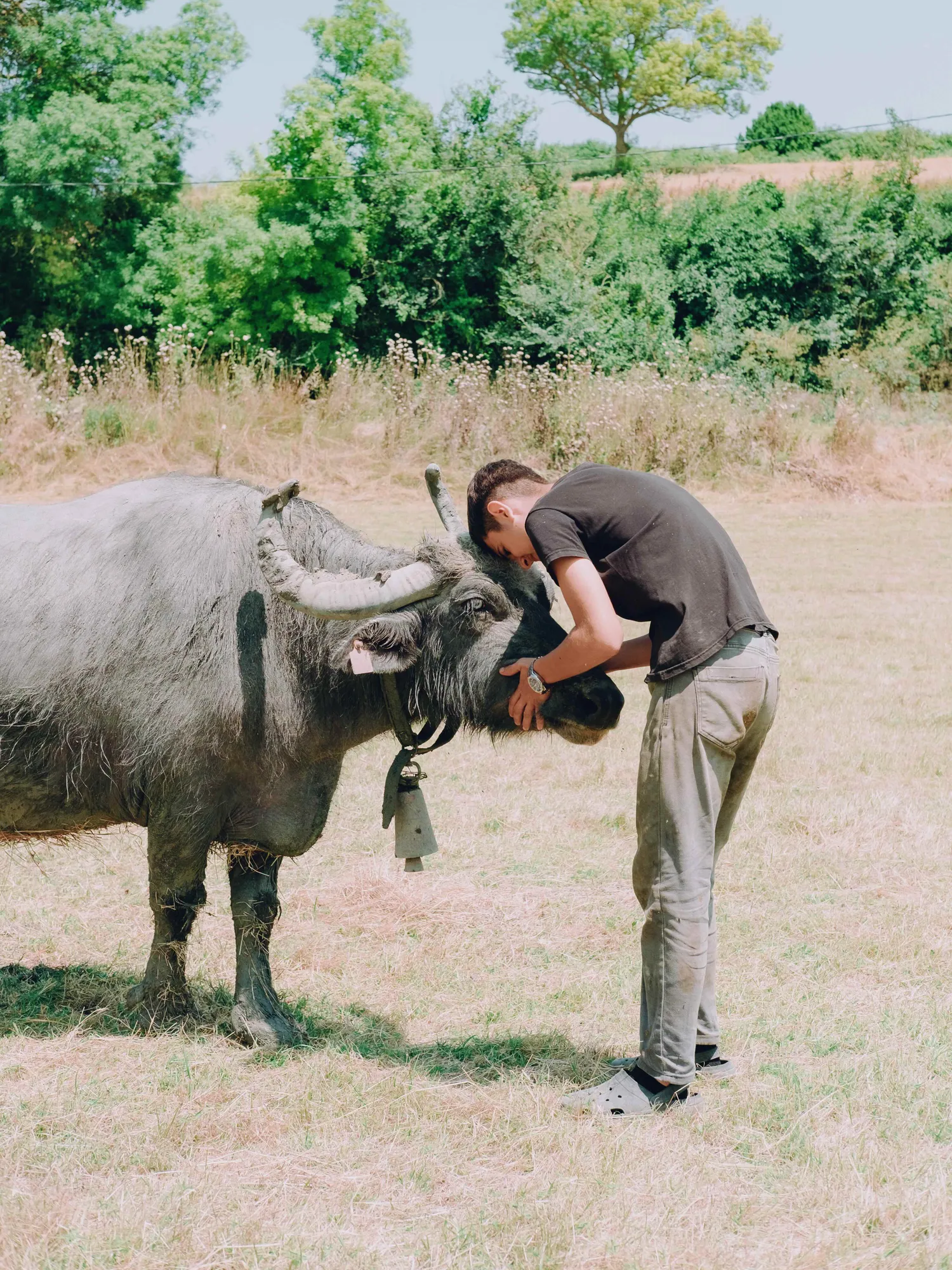 Water Buffalo and Other Design Stories