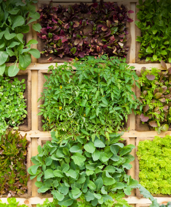 le meilleur moment pour planter ses plantes et aromates