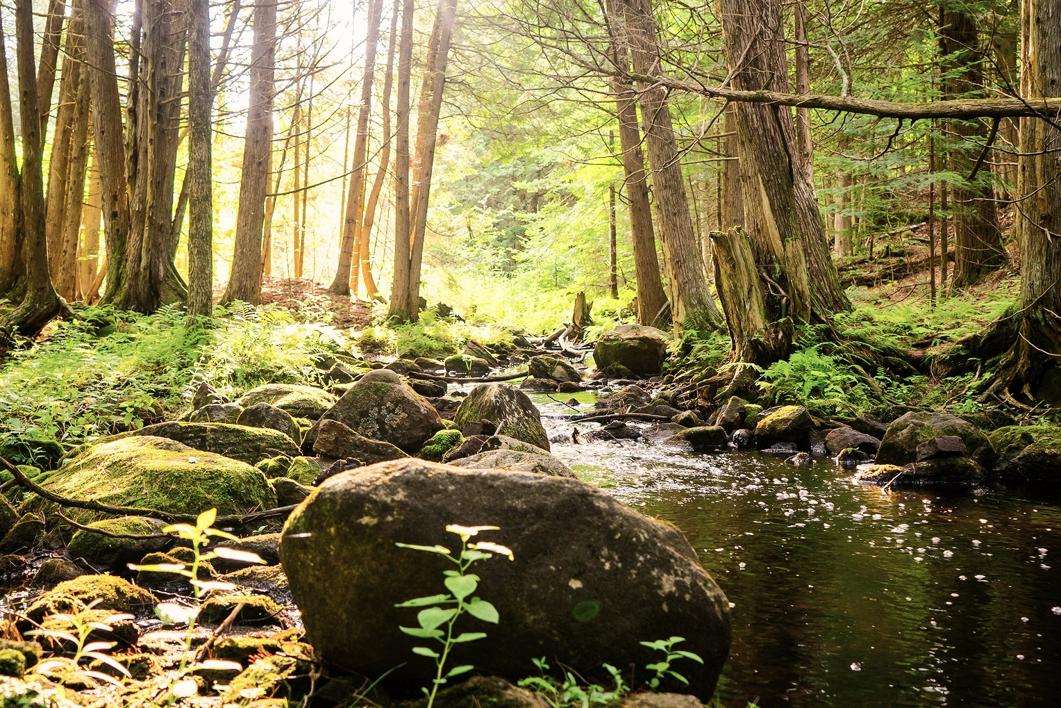 Sonnendurchfluteter Wald mit einem ruhigen Bach, der über Felsen fließt, umgeben von üppigen grünen Farnen und hohen Bäumen.