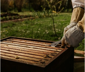 Ein Imker mit Handschuhen untersucht mit einem Werkzeug einen hölzernen Bienenstock in einem sonnenbeschienenen Garten.