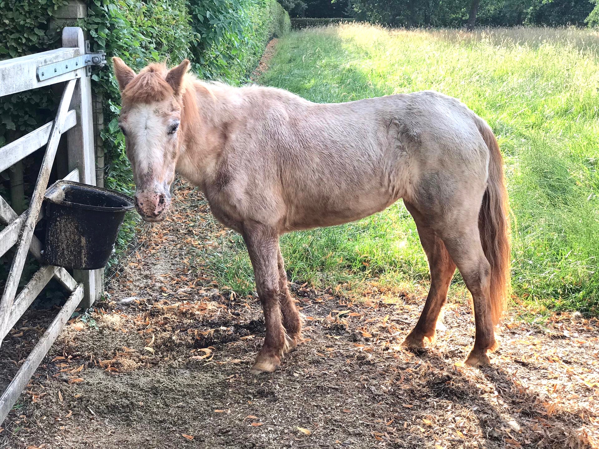 Skinny horse after curafyt Grow & Glow